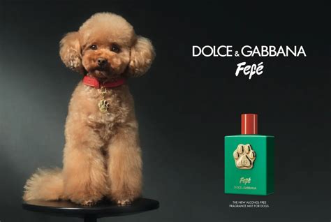 dog and banana dolce gabbana|dolce and gabbana perfume.